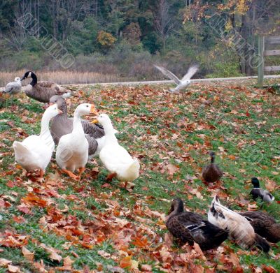 Ducks and Seagulls