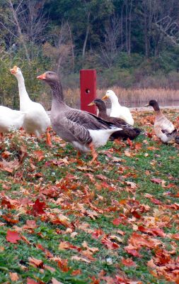 Ducks