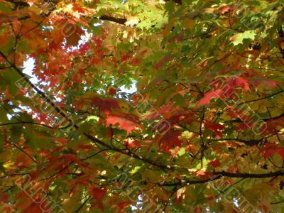 Fall Leaves