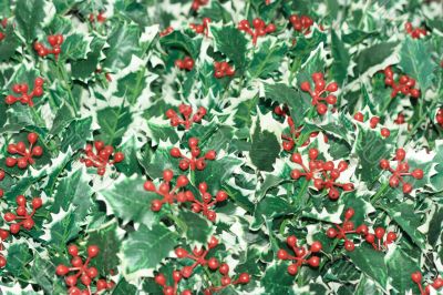 Artificial ilex background Artificial ilex background