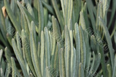 Fleshy plant close-up