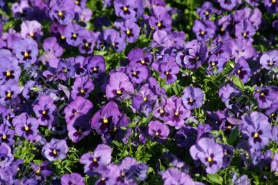 bed of viola