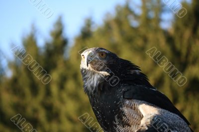 Steppe Eagle