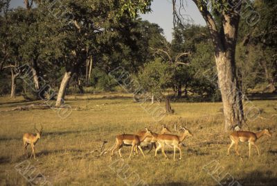 Red lechwe herd Red lechwe herd