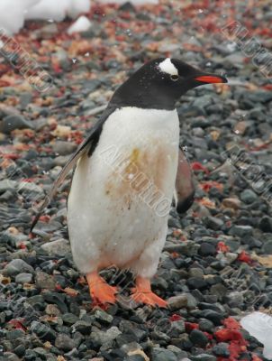 Gentoo penguin, on rocky beach Gentoo penguin, on rocky beach