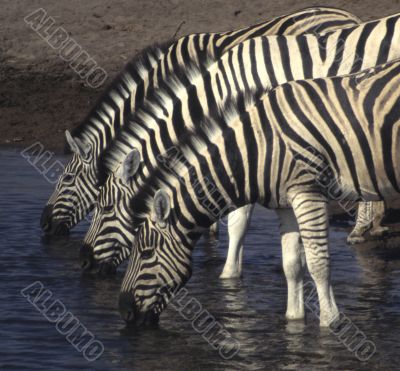 Three zebras