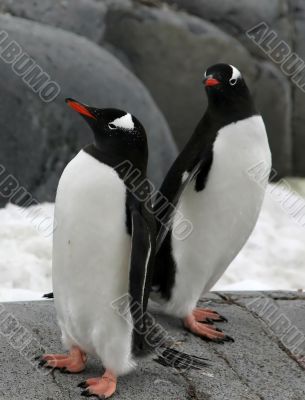 Pair of gentoo penguins Pair of gentoo penguins