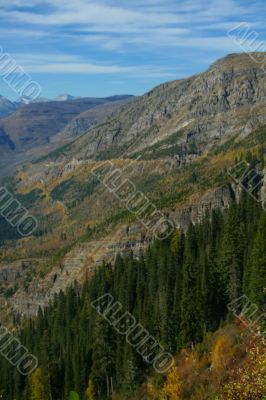 Spruce forest on steep mountain ridge