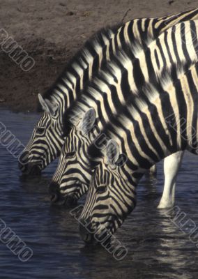 Three zebras Three zebras