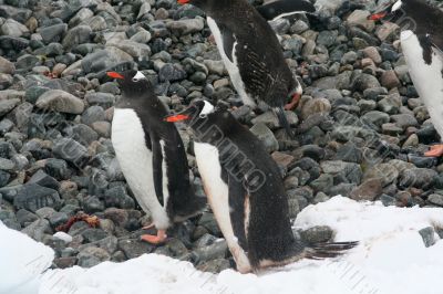 Gentoo penguins Gentoo penguins