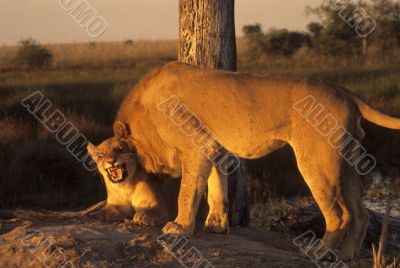 Pair of lions at sunset Pair of lions at sunset