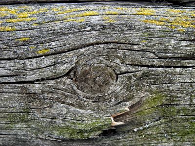 Knot on textured wooden plank