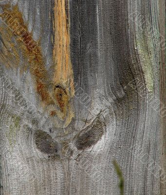 Knots on textured wooden plank like alien face