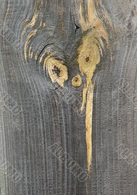 Knots on textured wooden plank like alien face