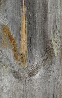 Knots on textured wooden plank like alien face