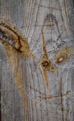 Knots on textured wooden plank like alien face