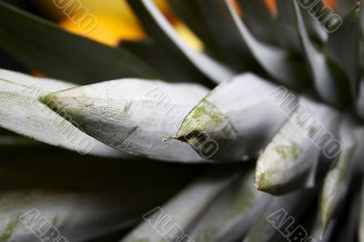 Close-up of pineapple parts for background using