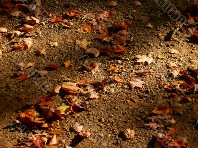 Leaves On the Ground