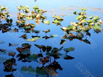 Lilly Pads In Sun and Shade