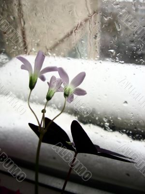 loneless flowers on rainy window