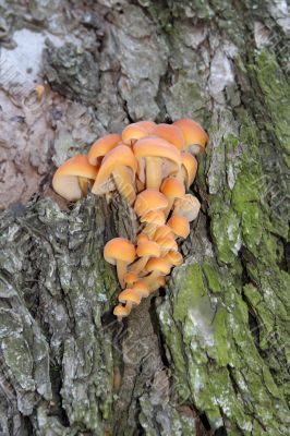 Heap of the fungi