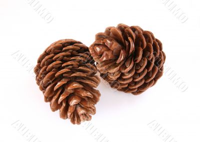 Pine cones