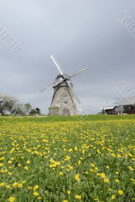 windmill in a dandelion field