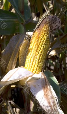 Ear of Corn Ear of Corn