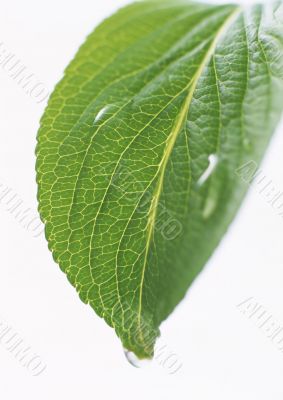 Drops on the leaf Drops on the leaf