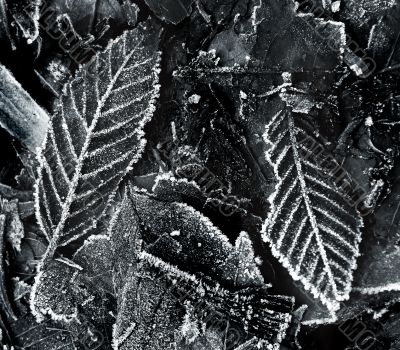 Frosty Leaves Frosty Leaves
