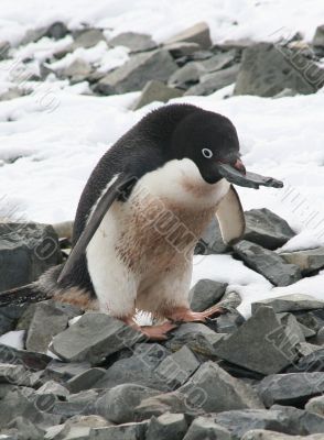 Adelie penguin choosing a rock