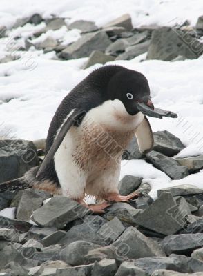 Adelie penguin choosing a rock Adelie penguin choosing a rock
