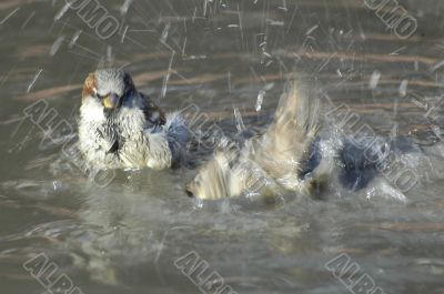 Sparrows bathing in pool