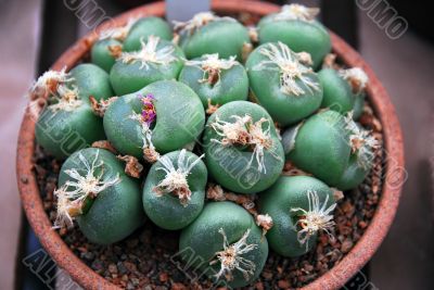 Lithops with pink flower Lithops with pink flower