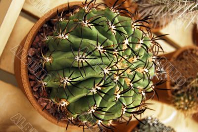 Cactus with black thorns