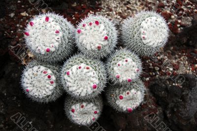 Cactus Mammillaria Geminispina