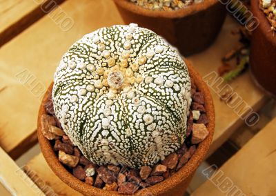Cactus astrophytum kebuta