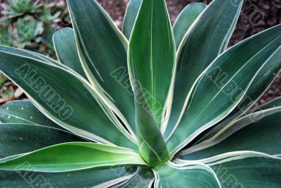 Aloe Succulent