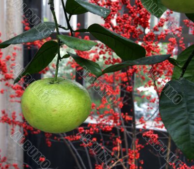 Grapefruit hanging from tree