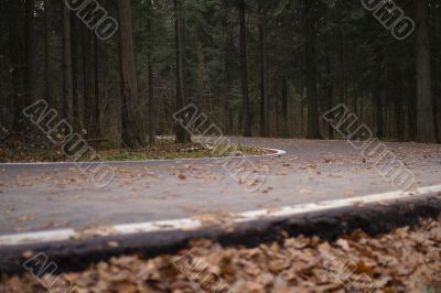 Evening Forest