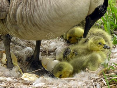 Canada Goose (Branta canadensis)