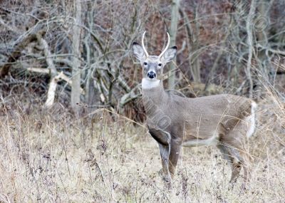 Buck Whitetail Deer (Odocoileus virginianus) Buck Whitetail Deer (Odocoileus virginianus)