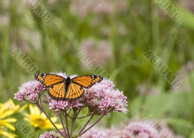 Viceroy Butterfly (Limenitis archippus) Viceroy Butterfly (Limenitis archippus)