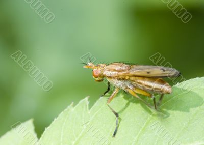 Marsh Fly (Tetanocera)