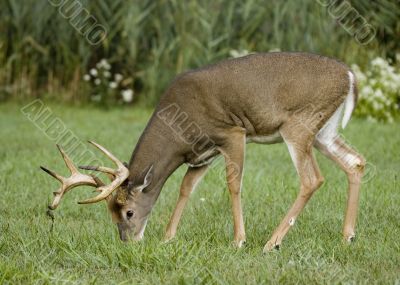 Whitetail Deer Buck (Odocoileus virginianus)