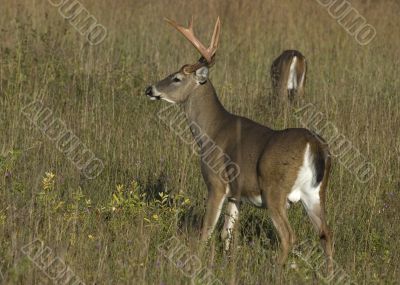 Buck Whitetail Deer (Odocoileus virginianus) Buck Whitetail Deer (Odocoileus virginianus)