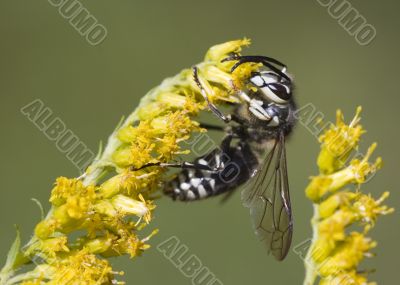 Bald-faced Hornet (Vespula maculata) Bald-faced Hornet (Vespula maculata)