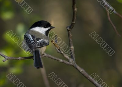 Black-capped Chickadee (Parus atricapillus) Black-capped Chickadee (Parus atricapillus)