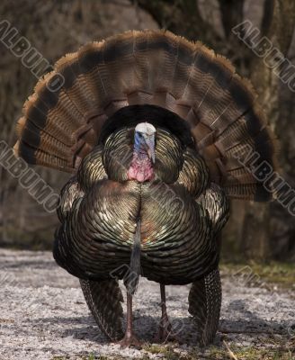 Wild Turkey (Meleagris gallopavo)