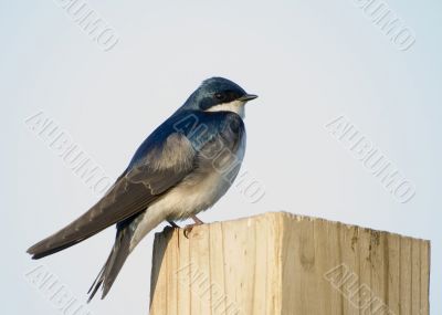 Tree Swallows (Iridoprocne bicolor)